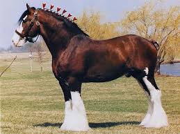 Clysdale-horse.